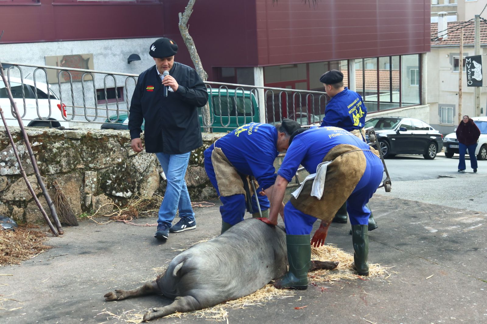 Desfile arriero y matanza típica en Guijuelo