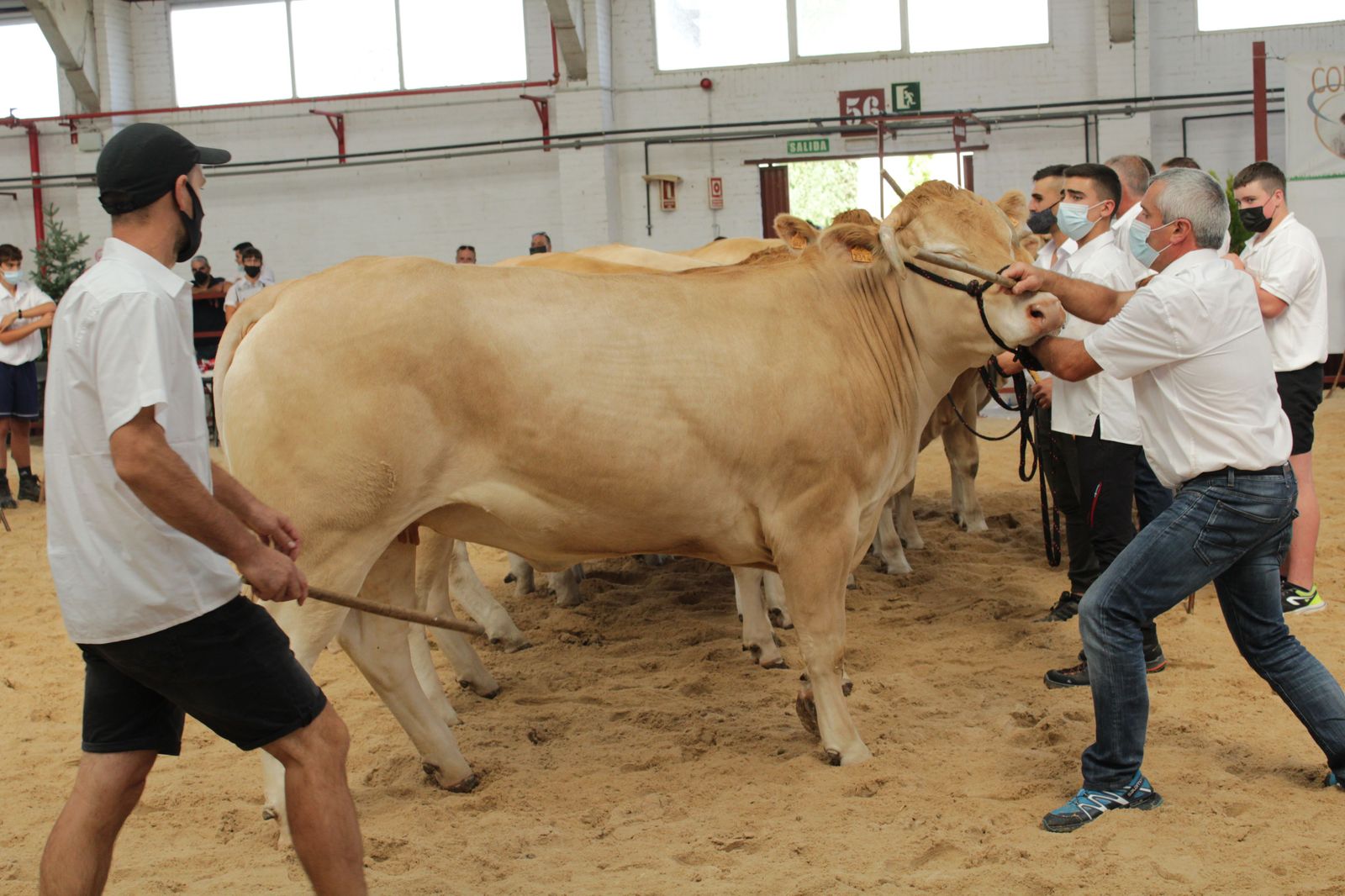 blonde-de-aquitania-3