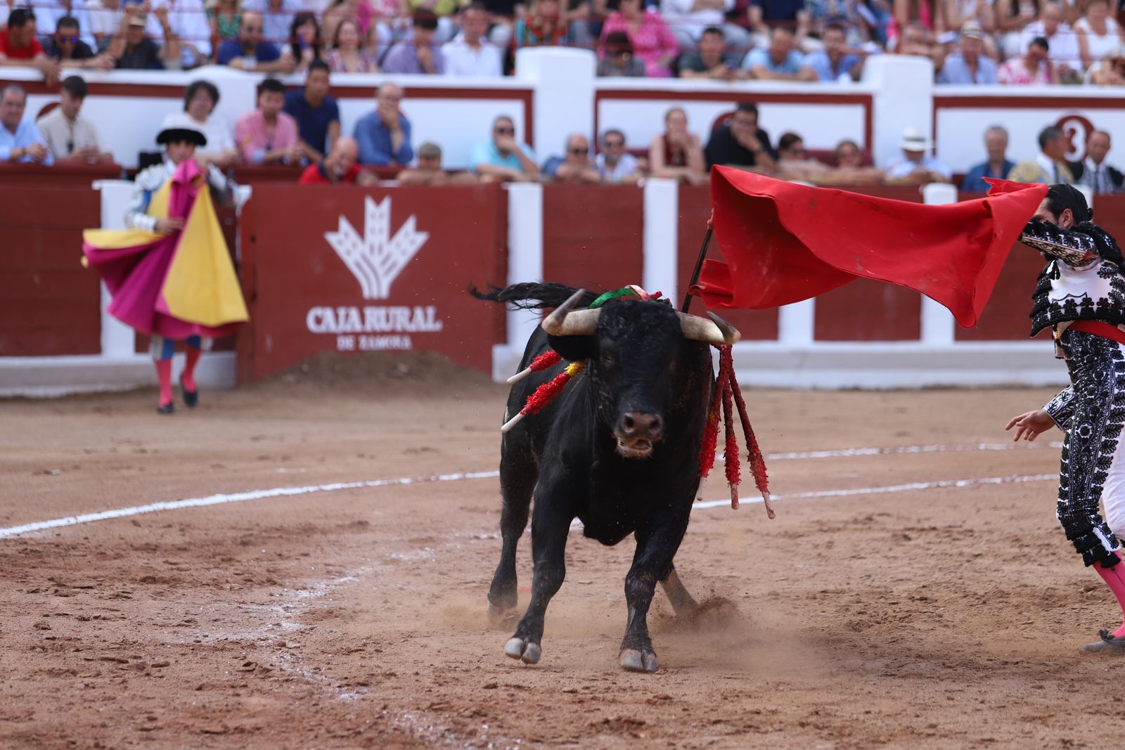 Corrida Feria Taurina San Pedro 2025. FOTO María Lorenzo (3).jpeg