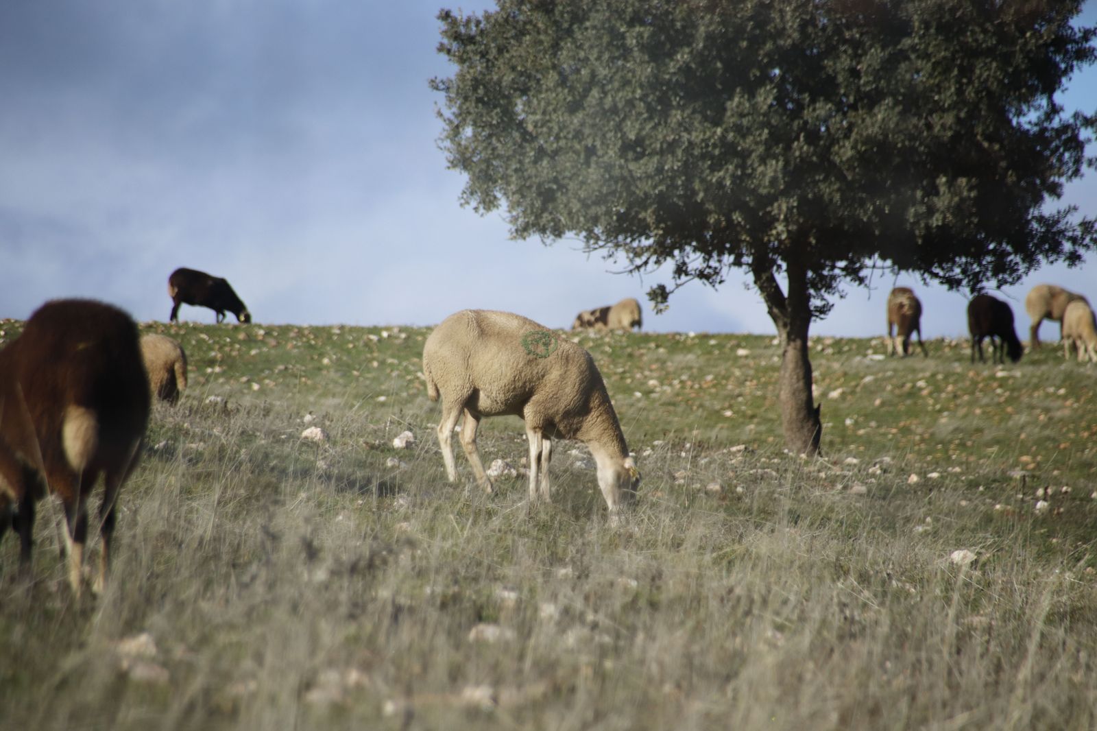 Ovejas, ganado. Foto de archivo