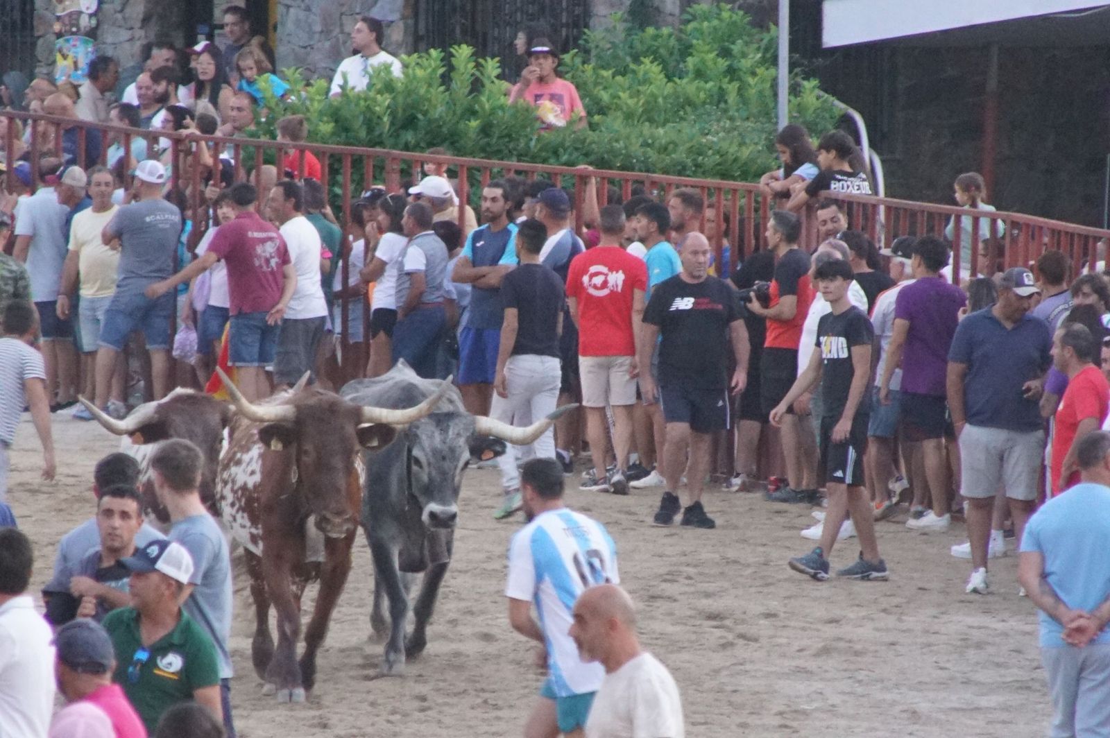 Pasión, tradición y calle: así se ha vivido en Ledesma el II Toro de Cajón