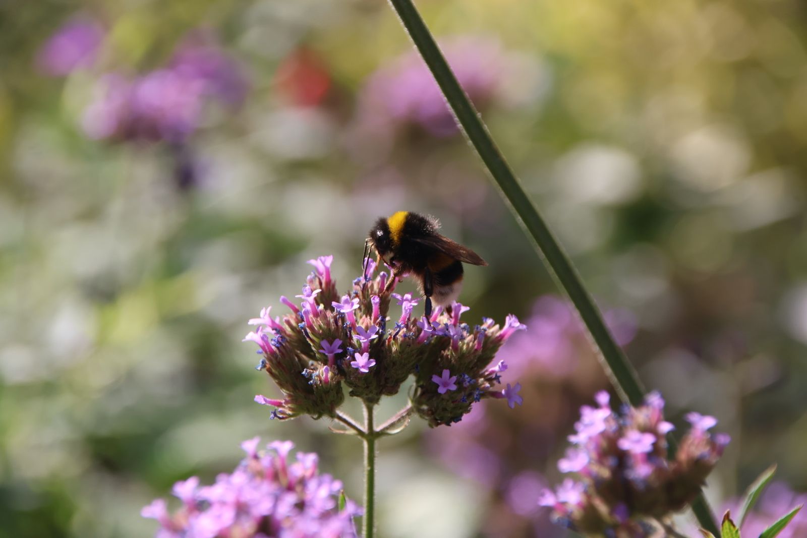 Abejorro en el jardín de la plaza de San Juan de Sahagún
