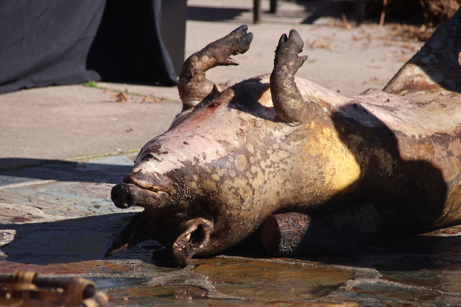 20240203132912-img-4492