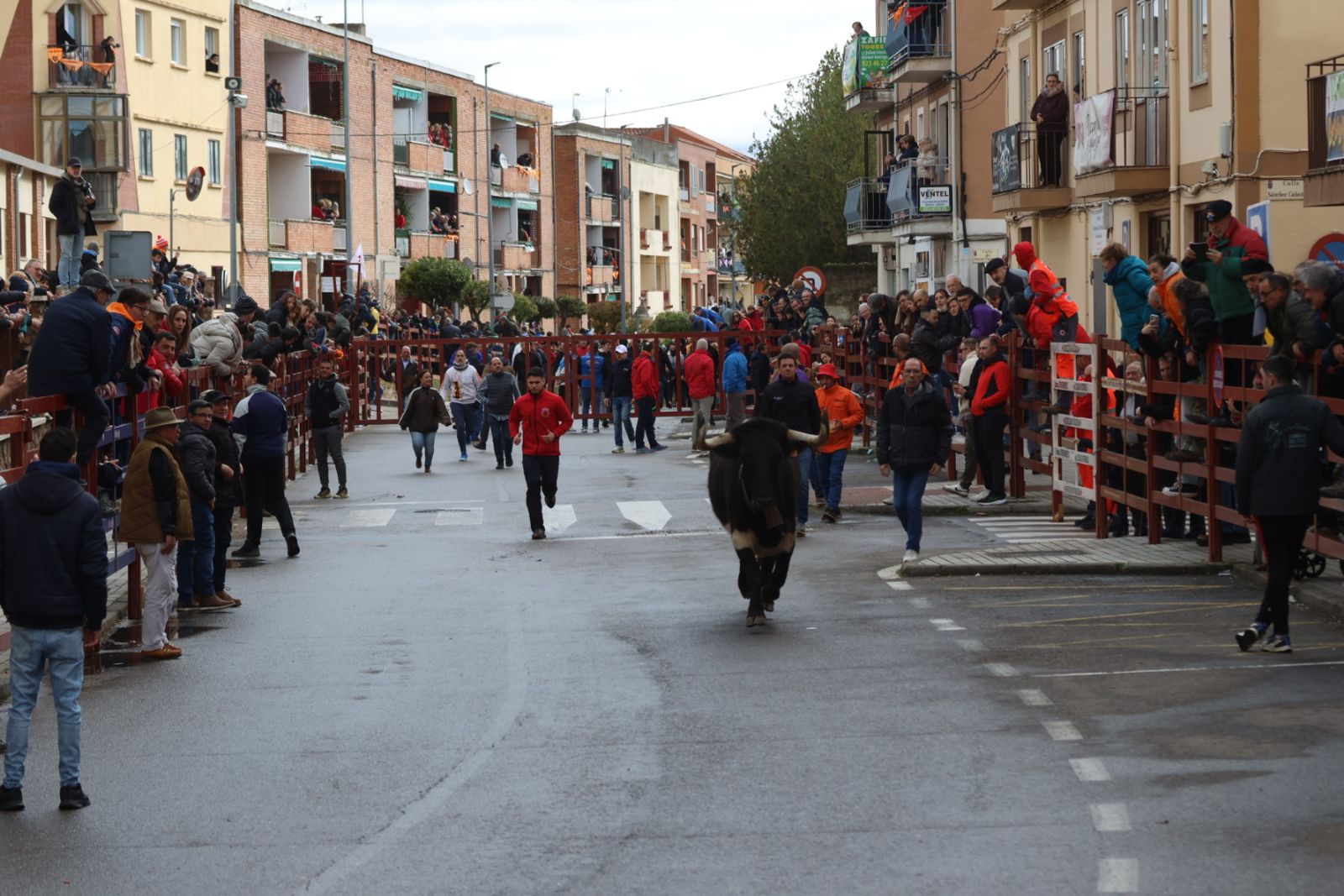Encierro del lunes de Carnaval en Ciudad Rodrigo, toros de Fermín Bohórquez