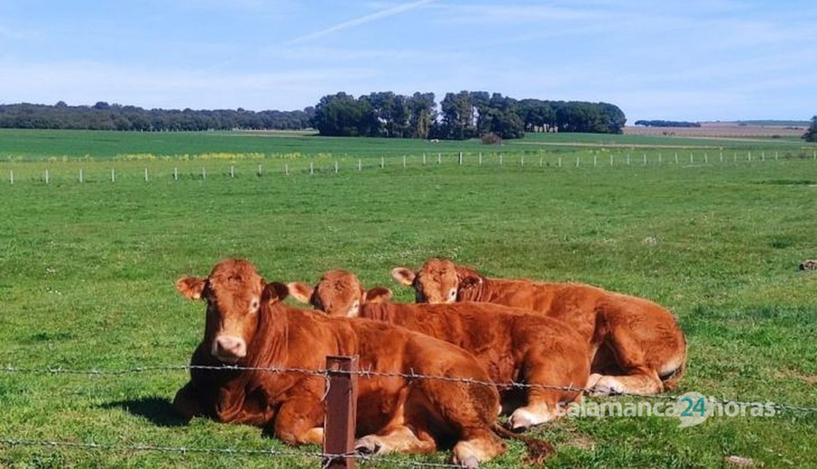 Vacas limusinas al sol. Foto SALAMANCA24HORAS
