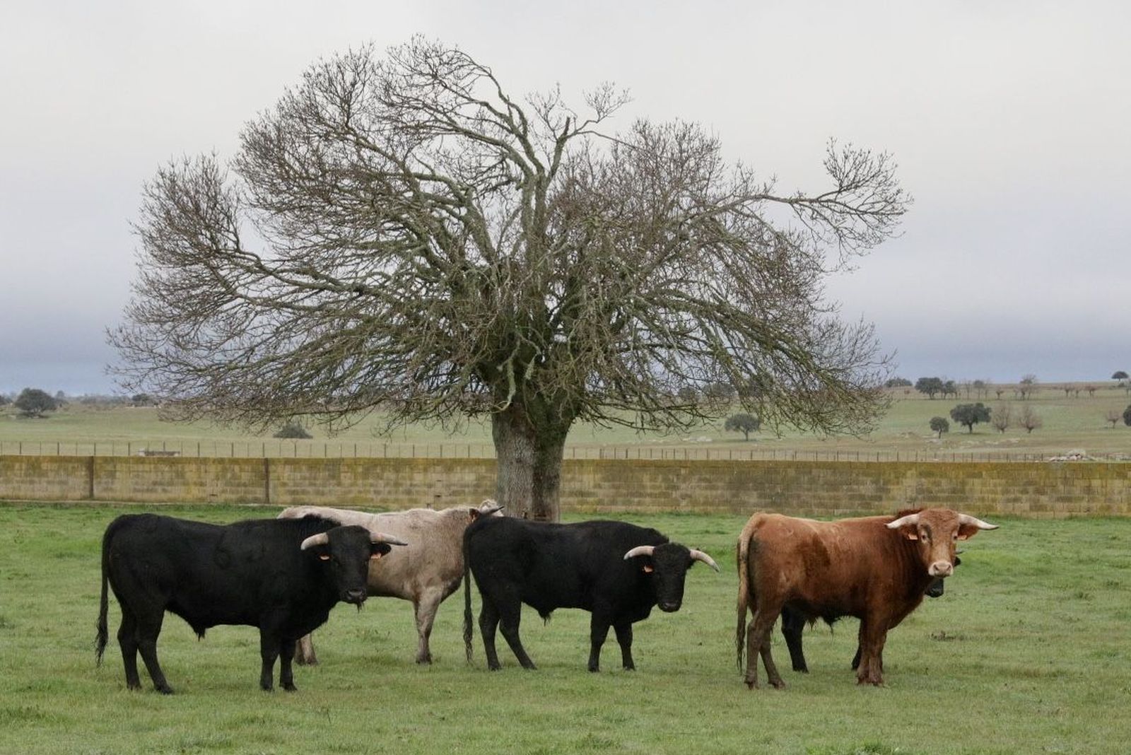 Cuatro de los tres astados que se elegirán en las Fiestas de San Blas en Serradilla del Arroyo