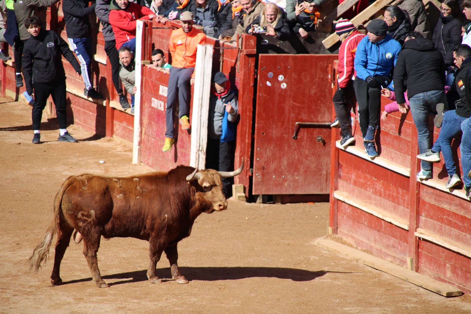 Encierro de sábado en el Carnaval del toro 2026 de Ciudad Rodrigo