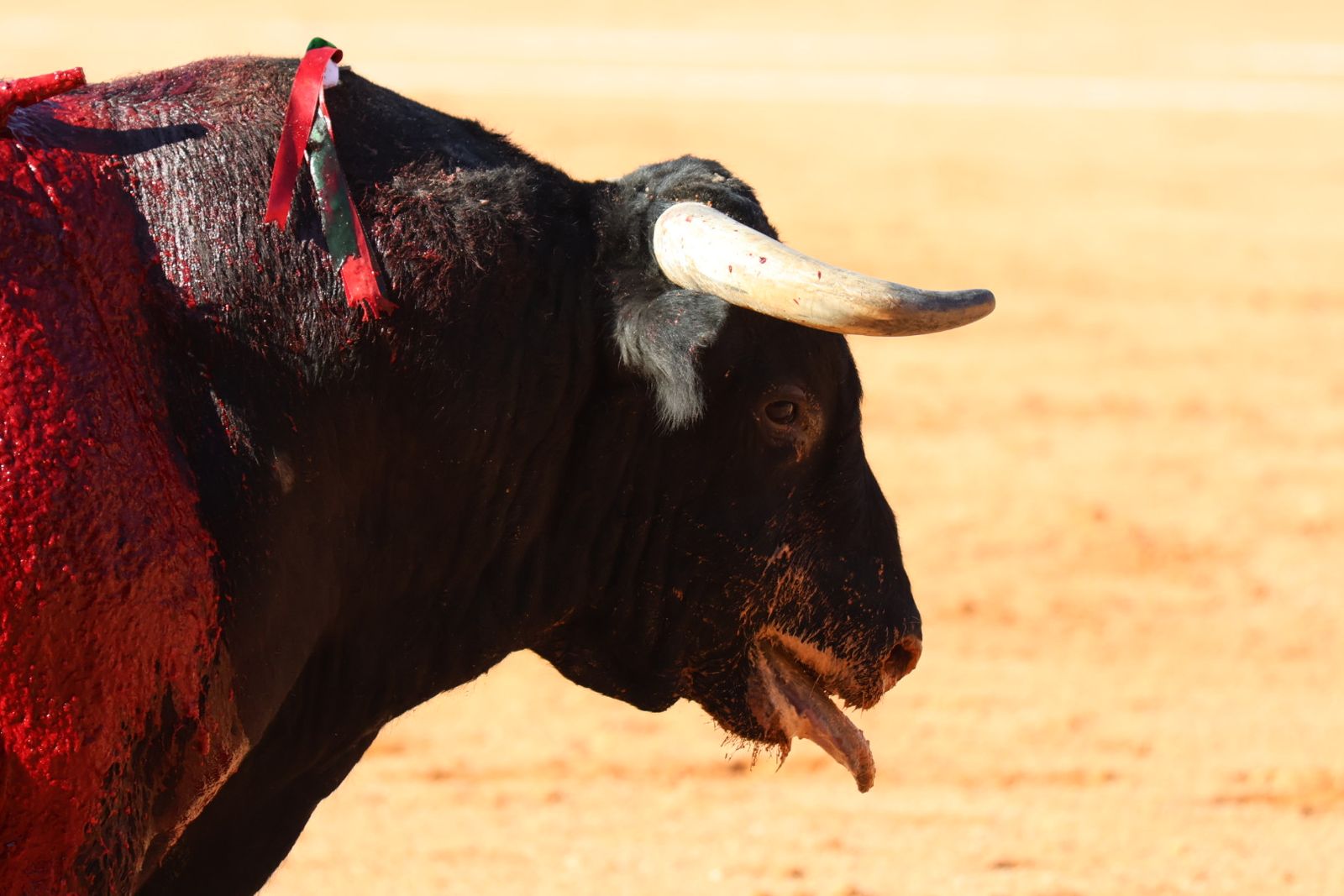 La Glorieta revive el aroma de la feria taurina con el primer festejo: Lea Vicens, Raquel Martín y Olga Casado