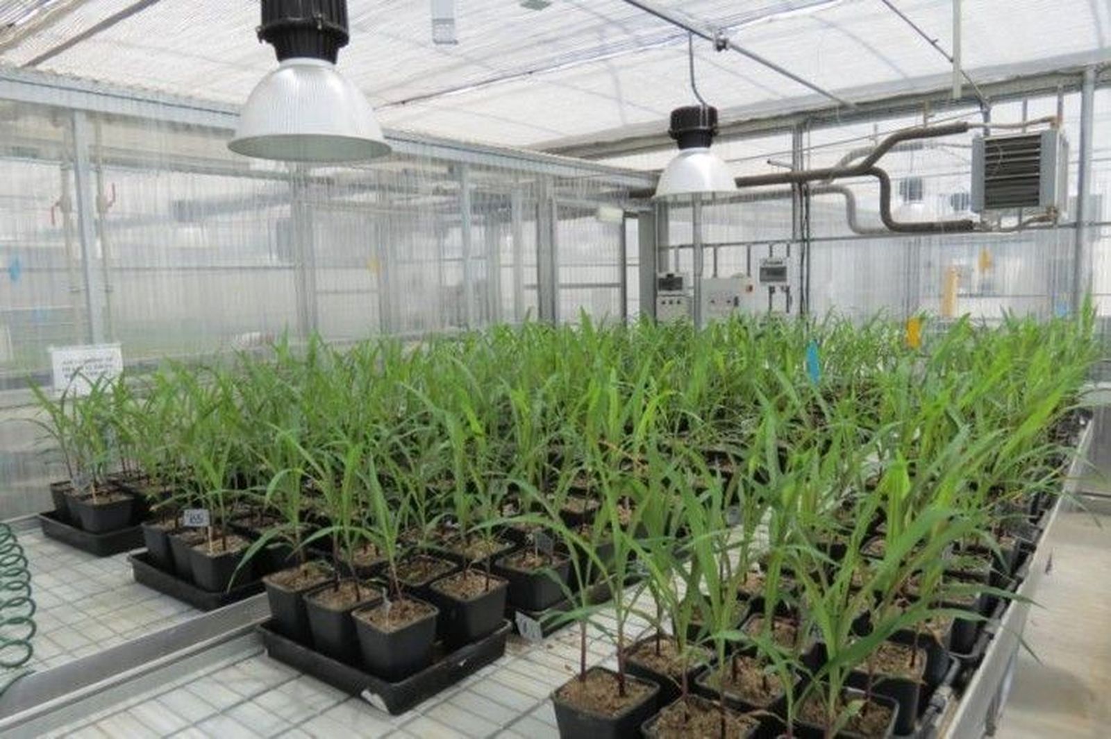 Un proyecto fraguado en Salamanca para mejorar la eficiencia de los fertilizantes