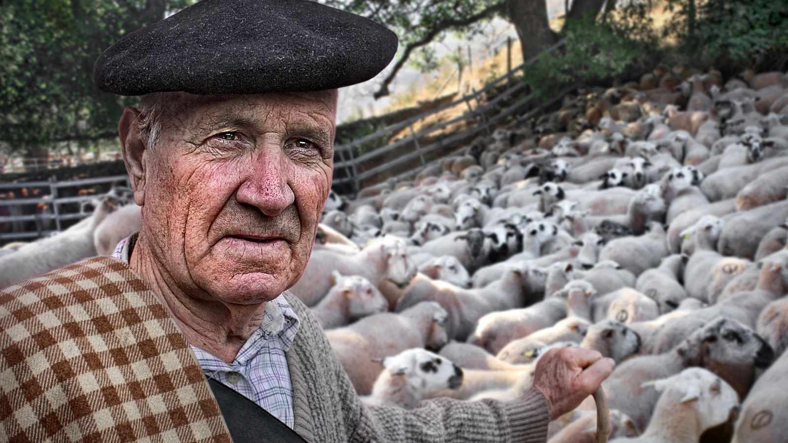 El Pastor. Luisa María Barrio. Premios Diego de Losada
