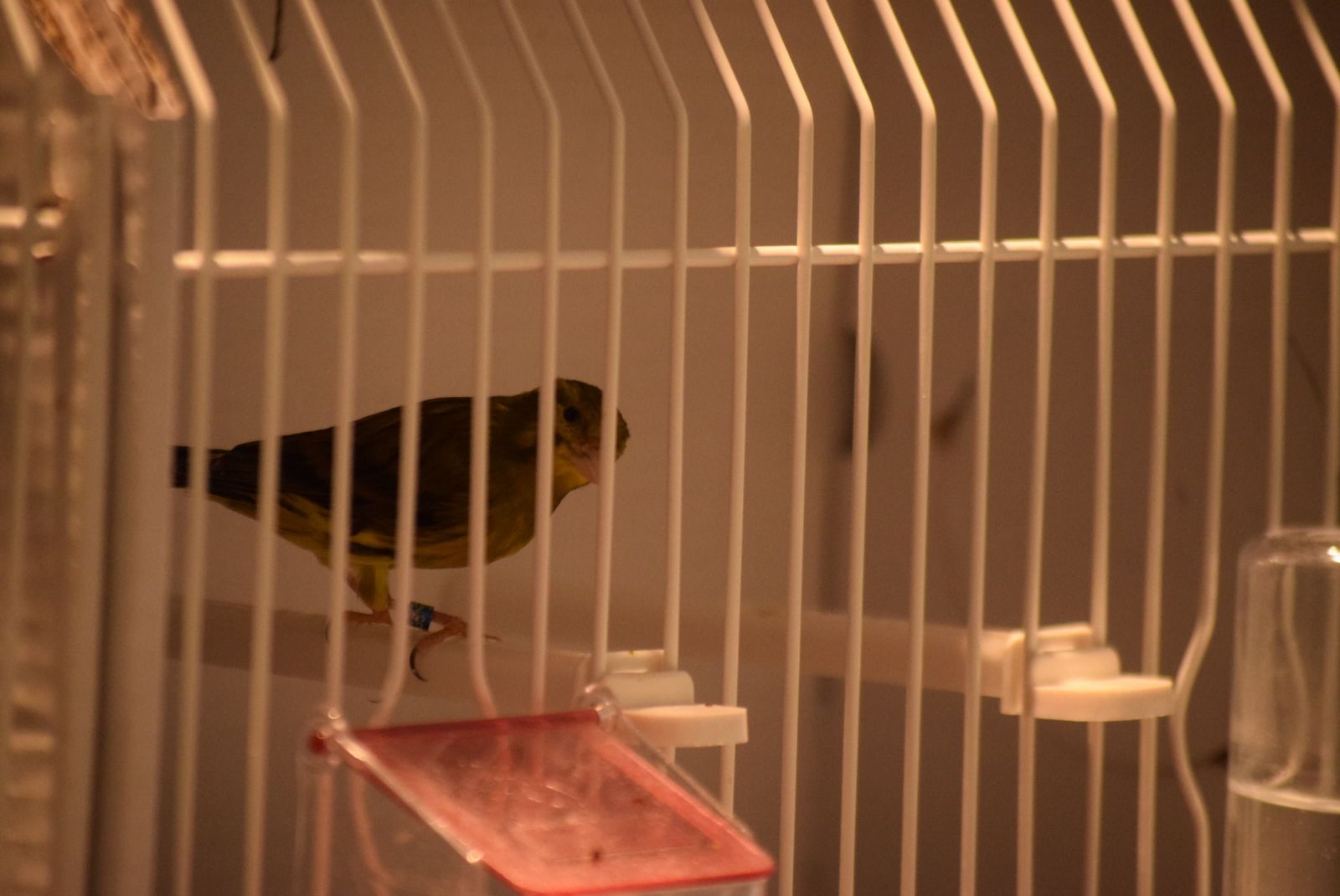 exposicion-ornitologica-en-el-colegio-universitario-5