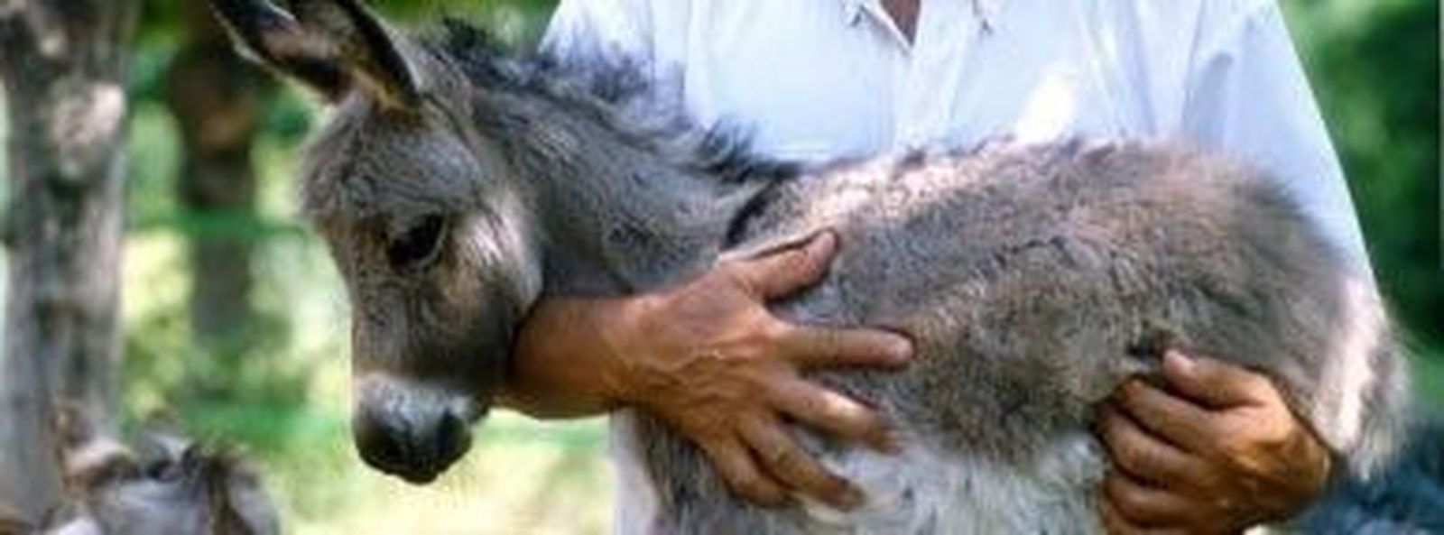 La primera protectora del burrito abre su refugio en Aldeadávila de la Ribera