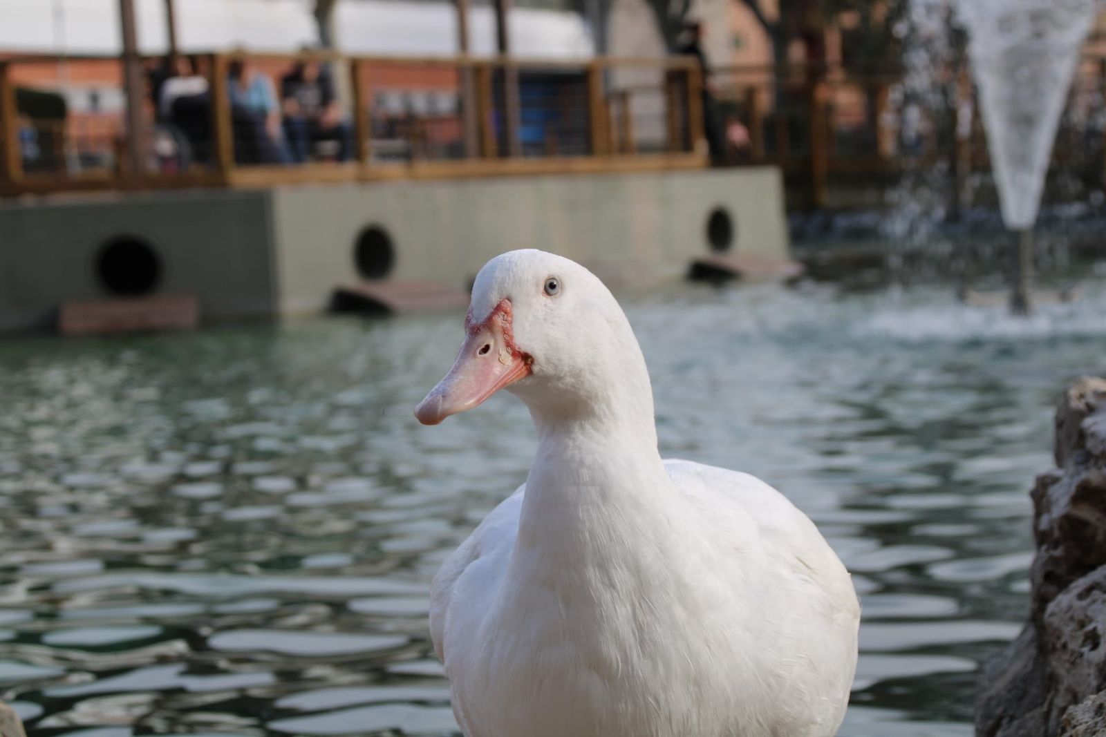 Patos y cisnes vuelven al estanque de La Alamedilla