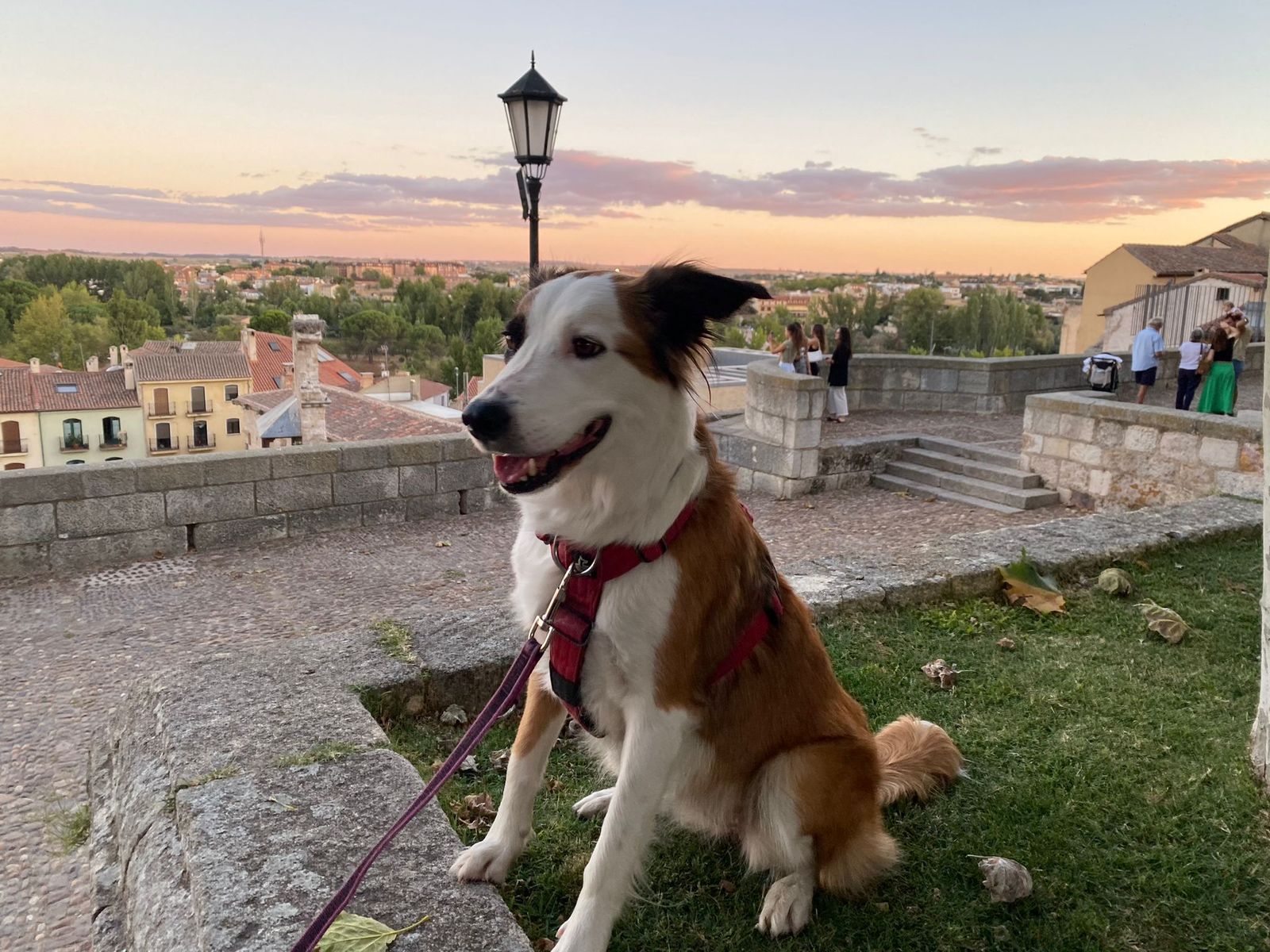 Imagen de un perro en el mirador de Claudio Moyano en Zamora