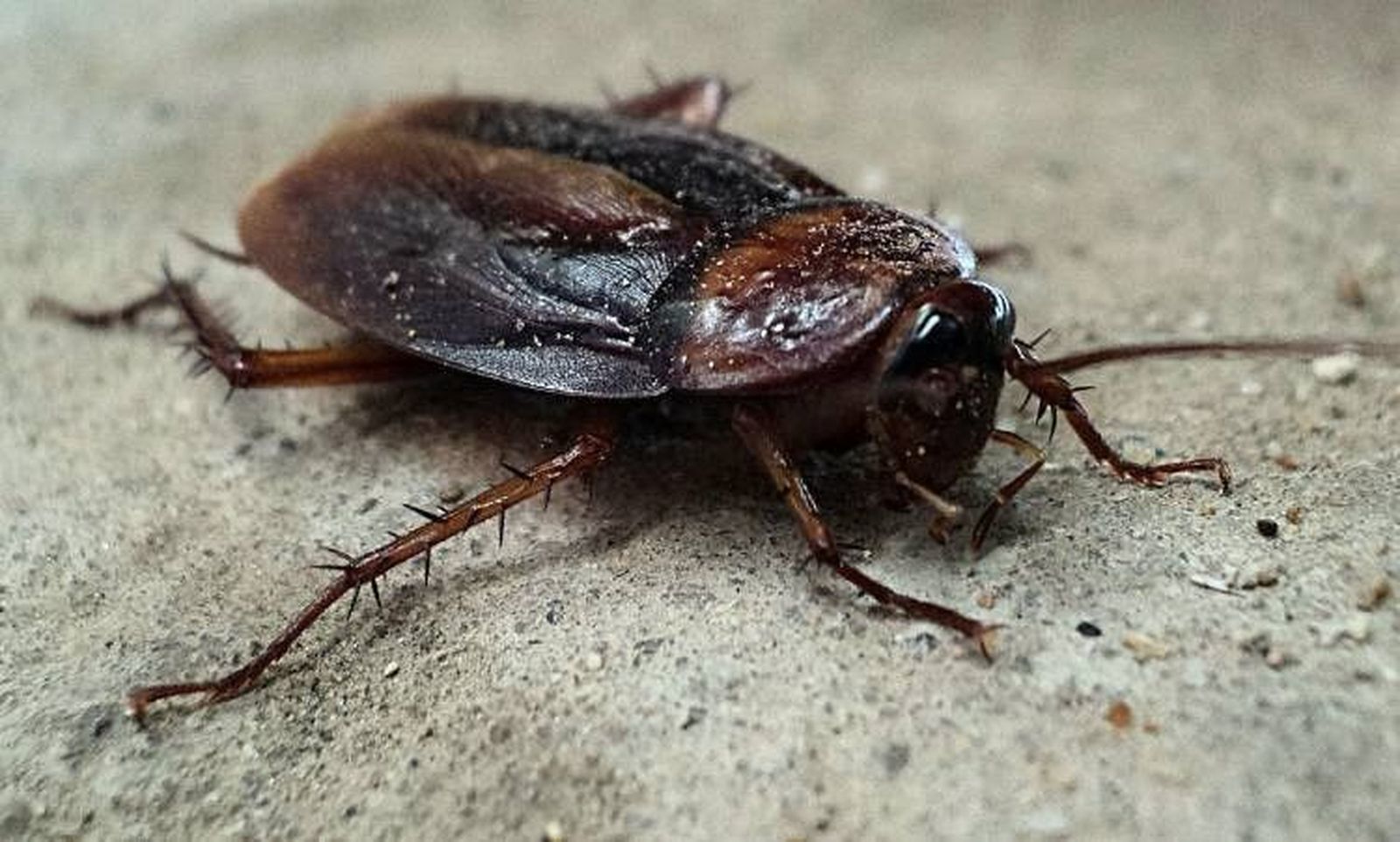 Cucaracha. Foto de archivo Cucaracha. Foto de archivo
