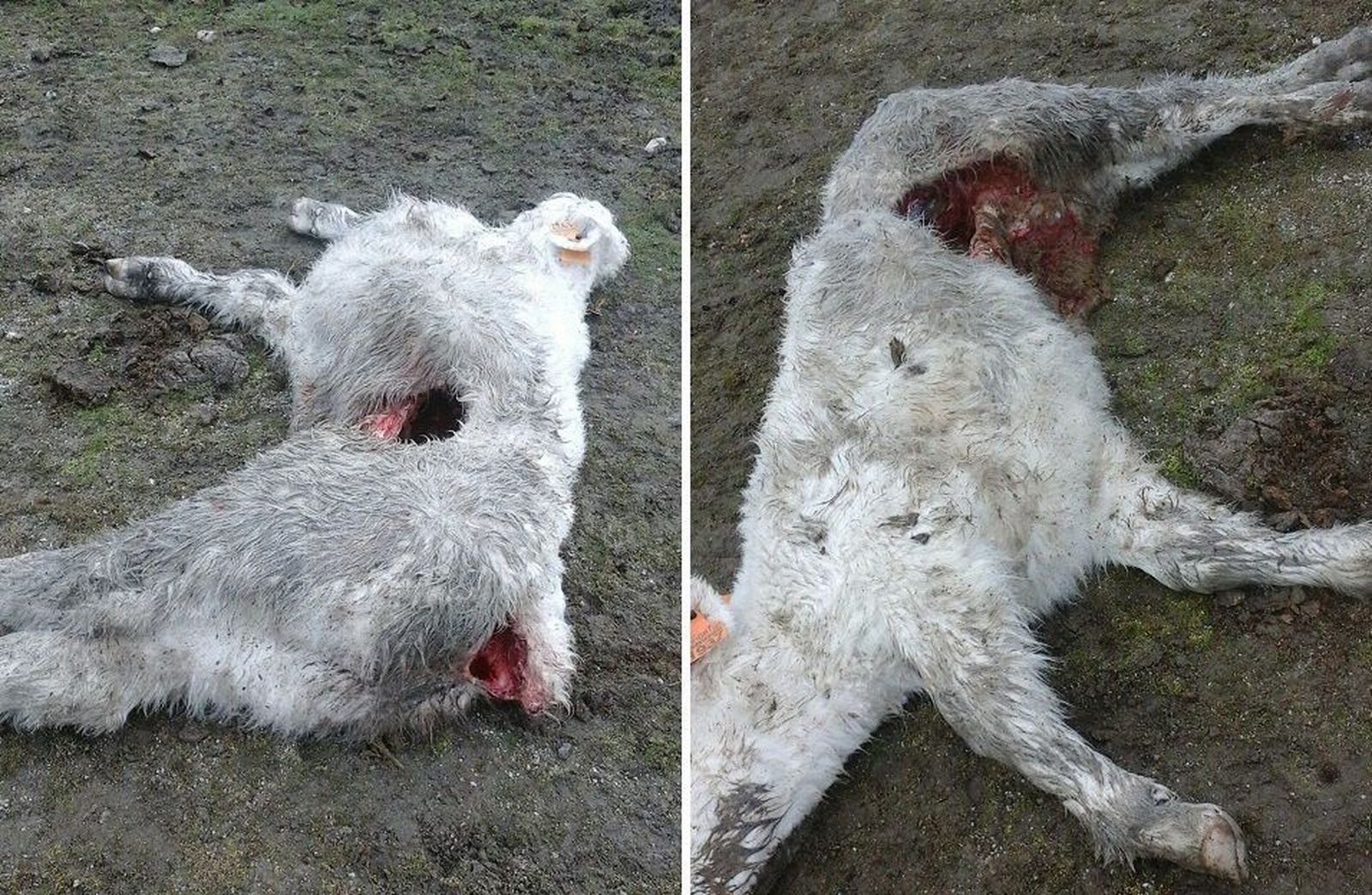 Asaja denuncia un nuevo ataque de lobo en Robledo Hermoso