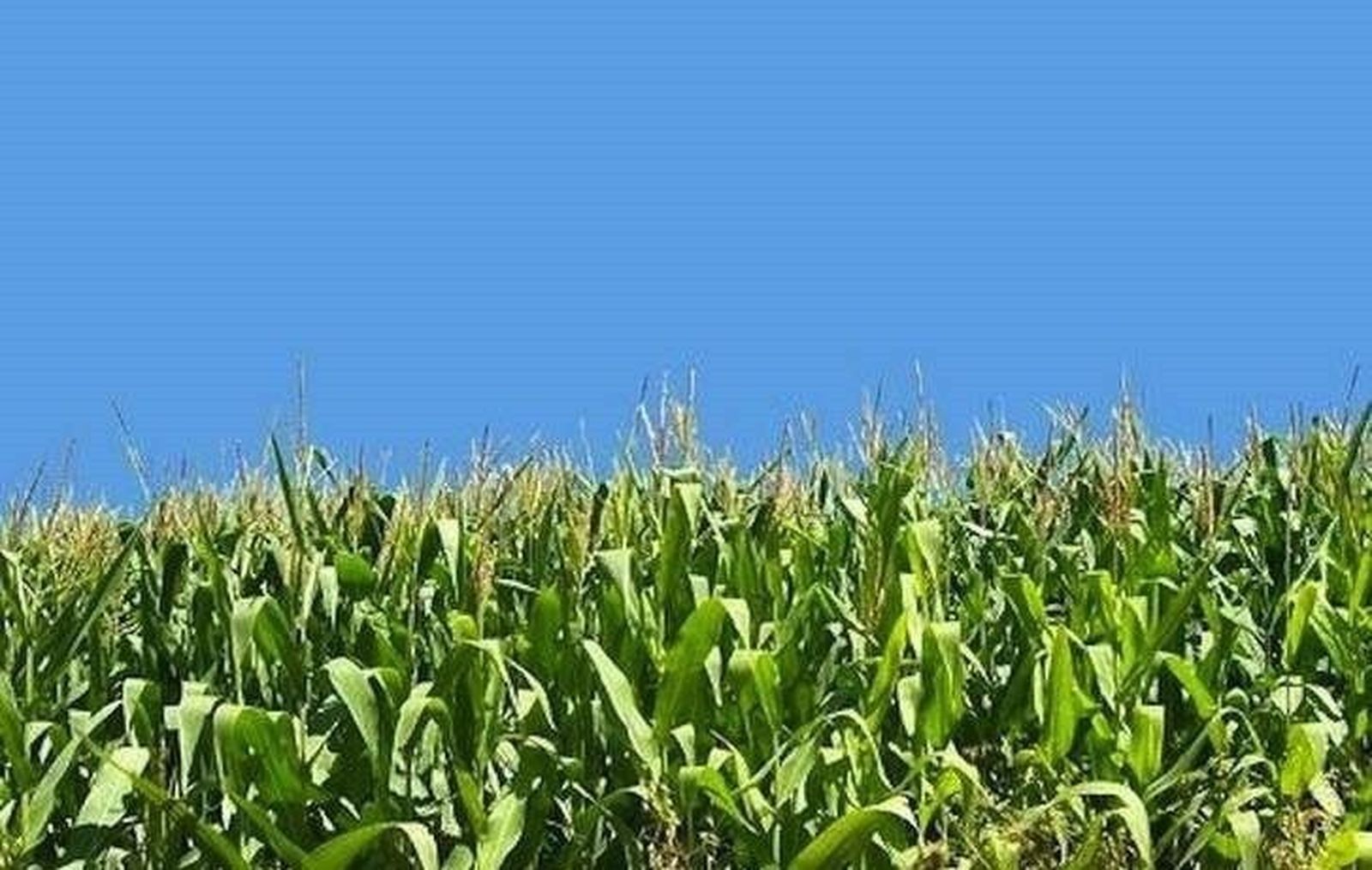 La vida sigue igual en la Lonja