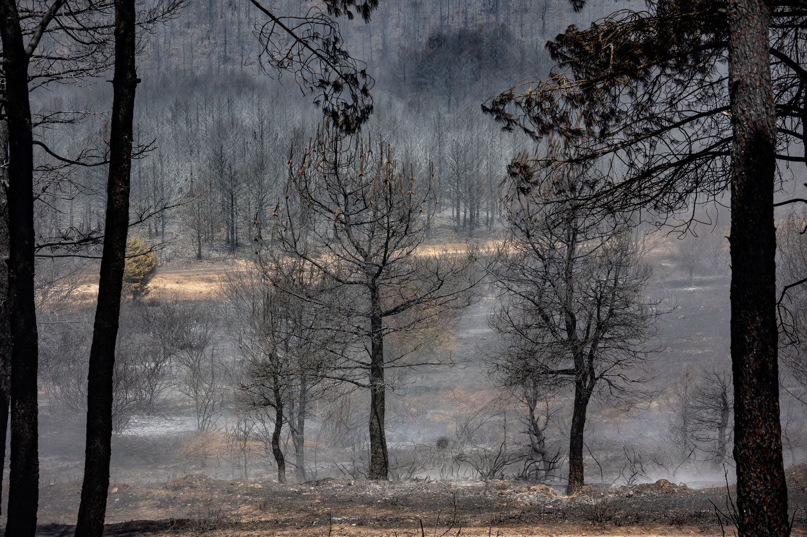 Superficie del fuego arrasada en El Maillo   José Vicente (ICAL) (11)