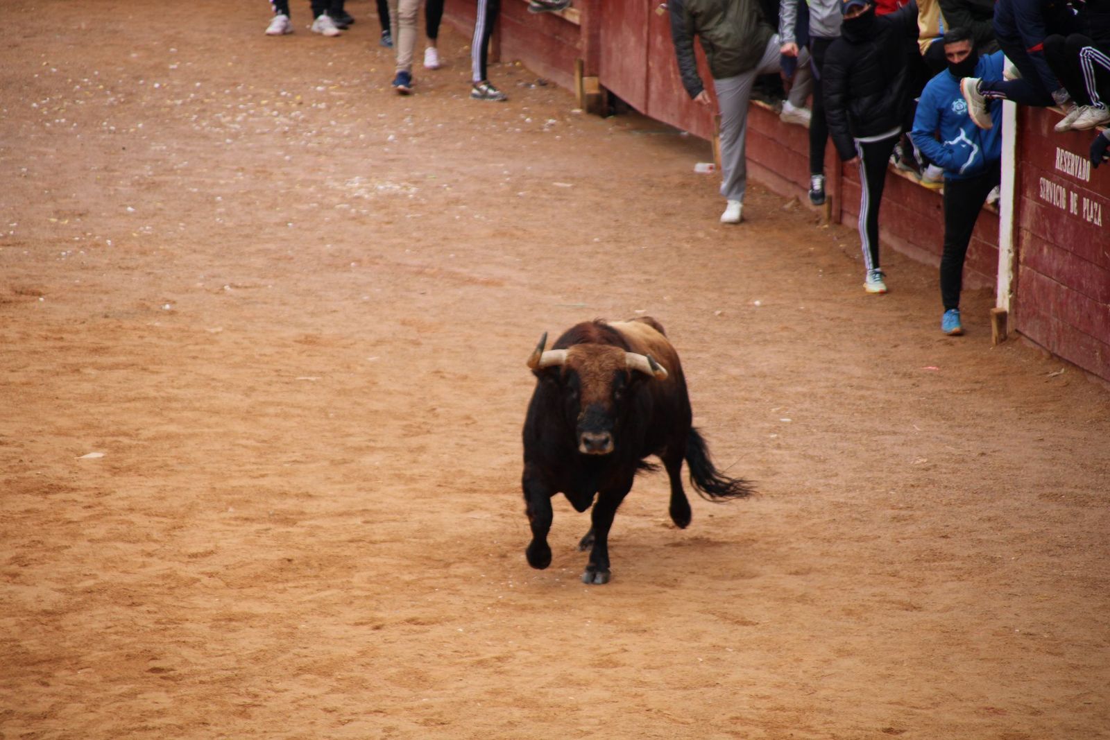 encierro-urbano-martes-de-carnaval-ciudad-rodrigo-2025-13