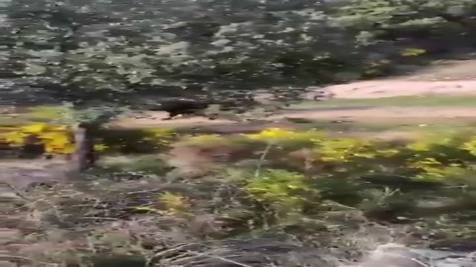 UntorobravoseescapaenGalapagarMadridyembisteavariosvehculosdelaGuardiaCiv