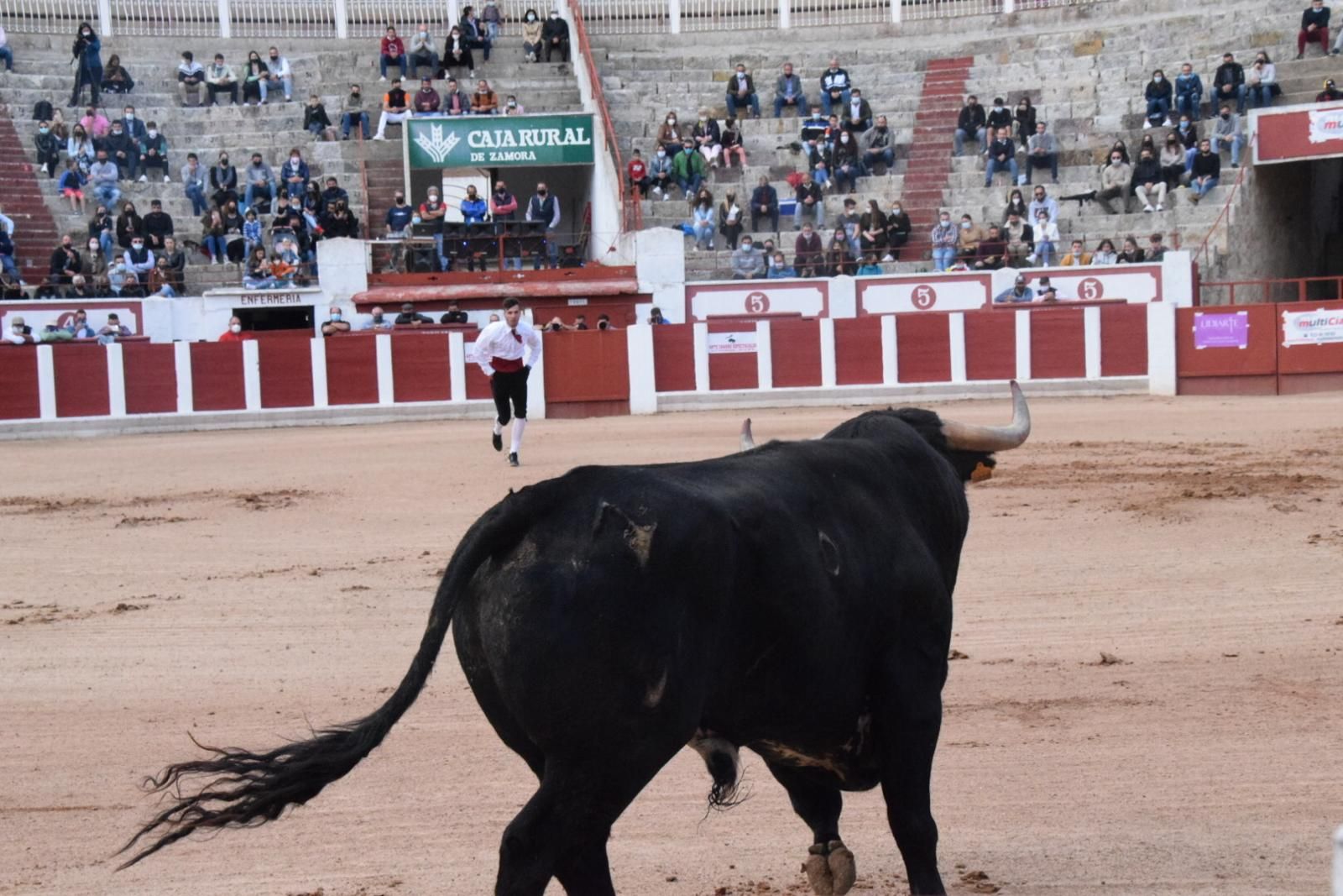 Susto en el Concurso de Recortadores 'Trofeo Reino de Zamora'.