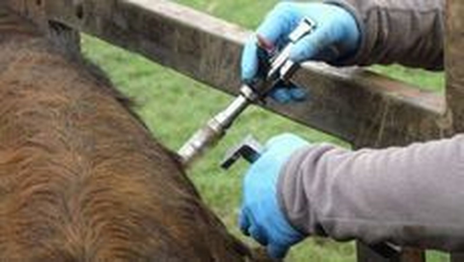 Publicadas las ayudas a la vacunación obligatoria frente a la lengua azul
