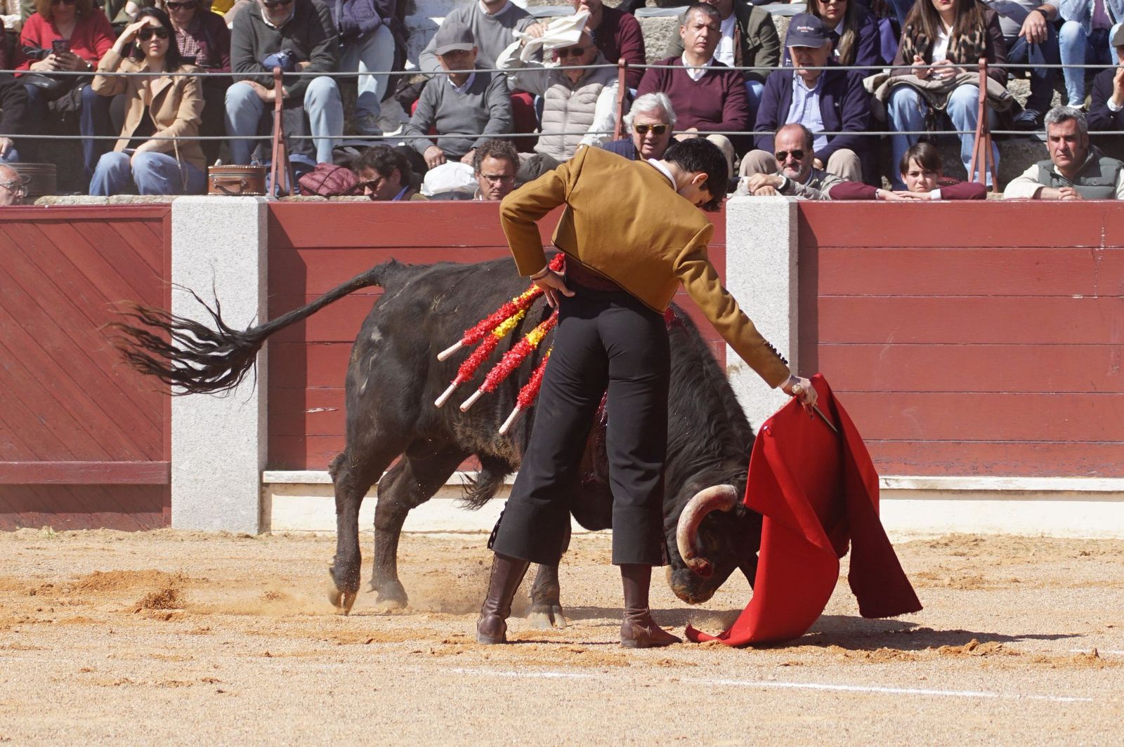 Festival taurino solidario por la esclerosis múltiple en Guijuelo
