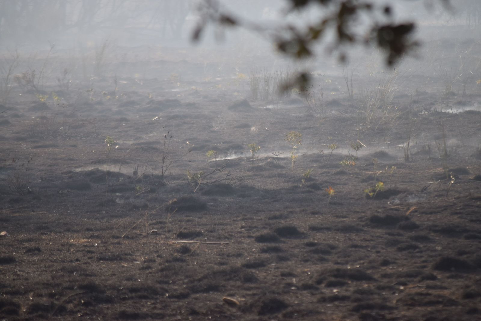 Las llamas avanzan imparables en el incendio de Losacio Foto David Barrueco