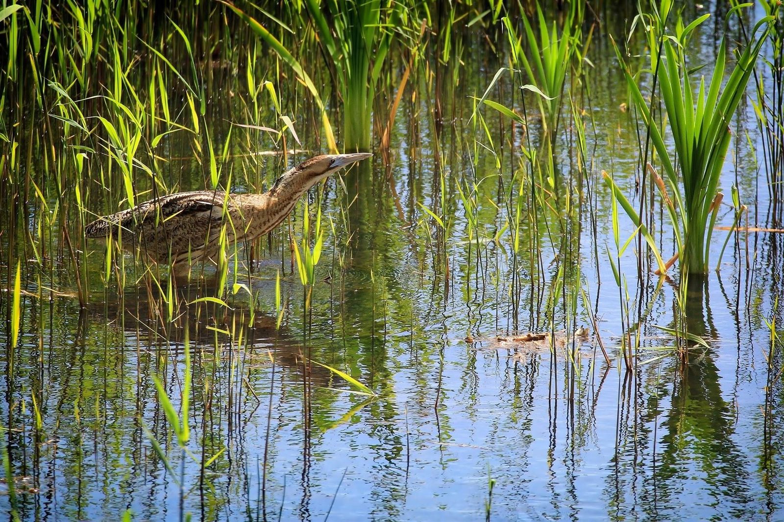 El avetoro común - SEO/BIRDLIFE