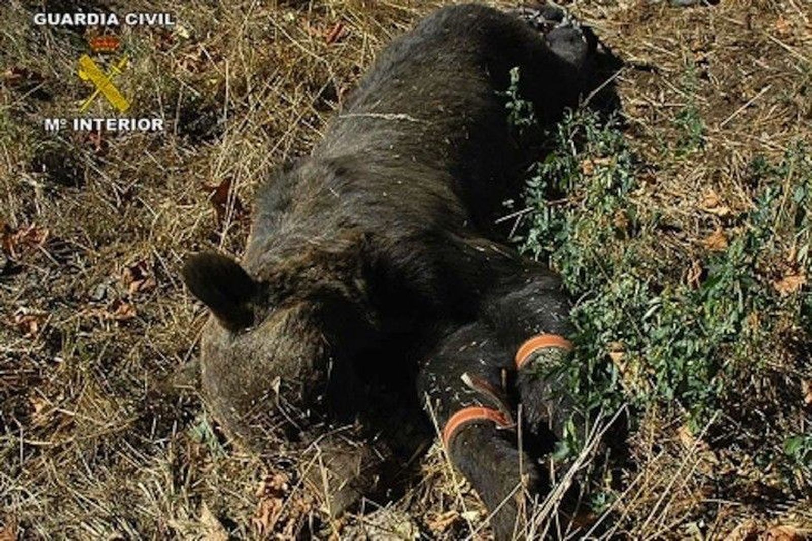 El oso pardo hallado en la zona de Villablino falleció de forma natural