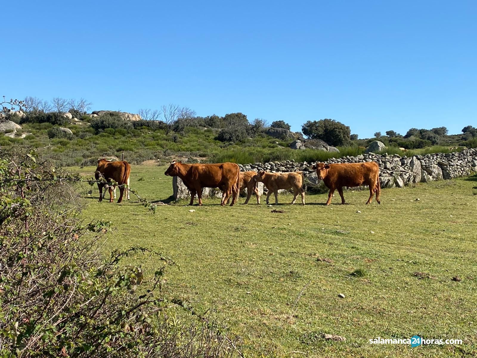 Explotación ganadera en Salamanca