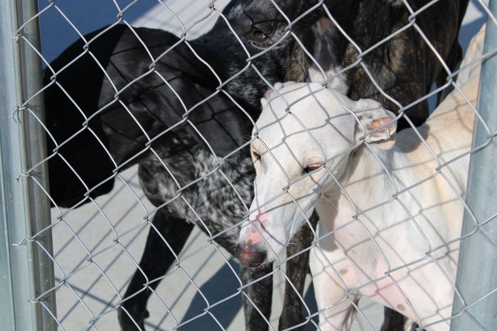 refugio-de-animales-del-ayuntamiento-de-salamanca-3