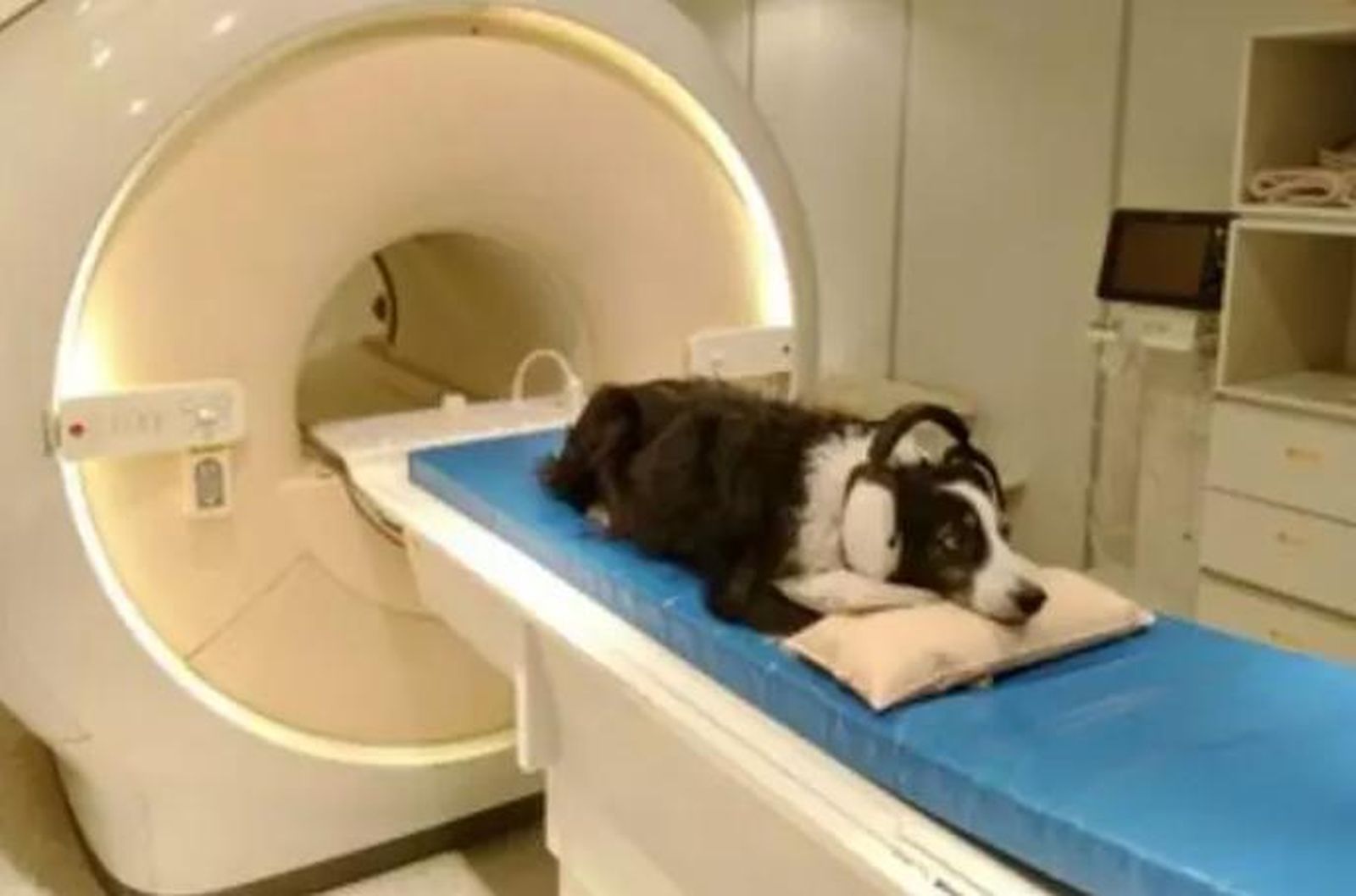 El perro kun-kun durante el estudio | FOTO ELTE