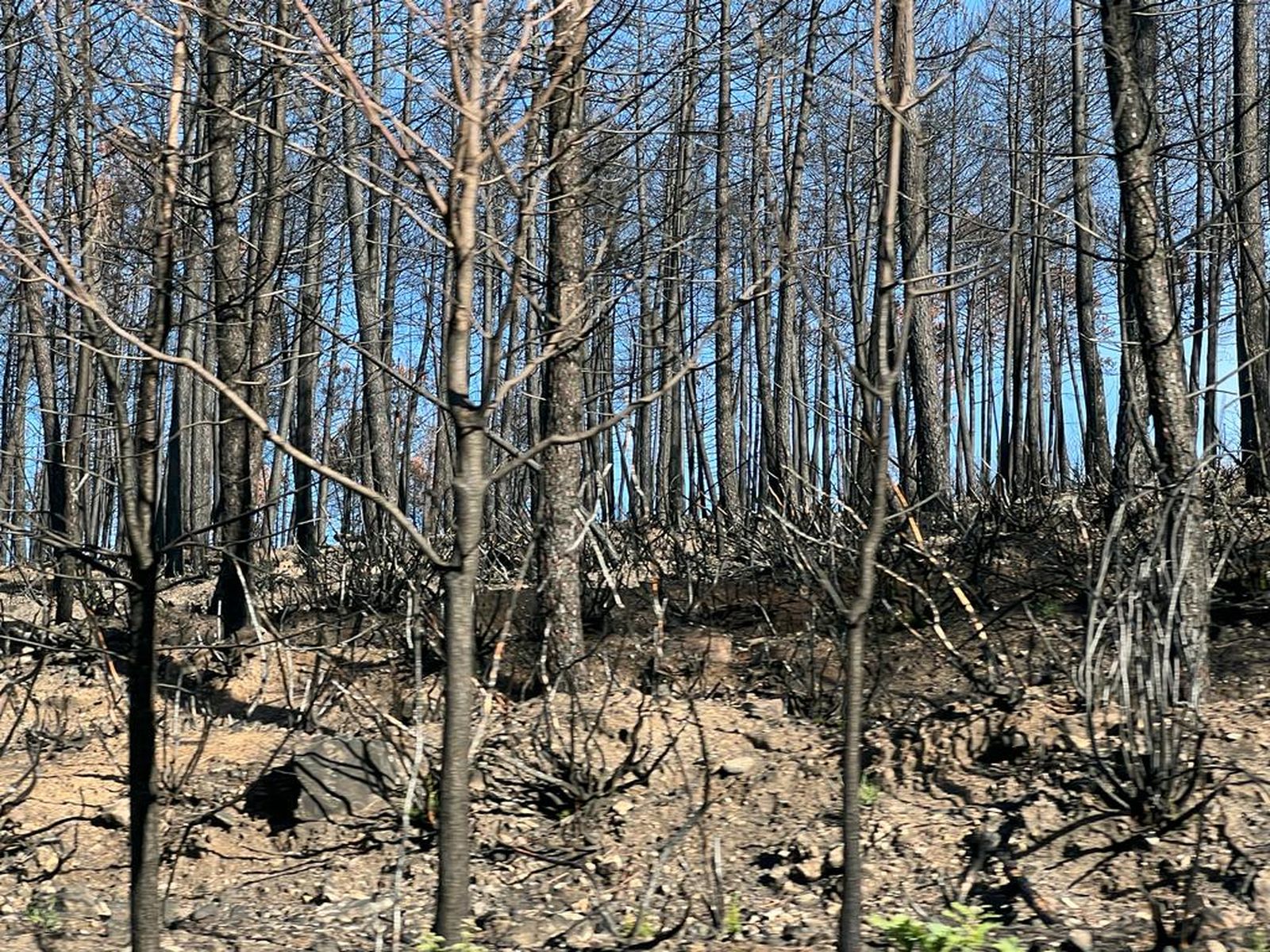 Restos del incendio Maíllo Serradilla del Arroyo. Foto de archivo S24H