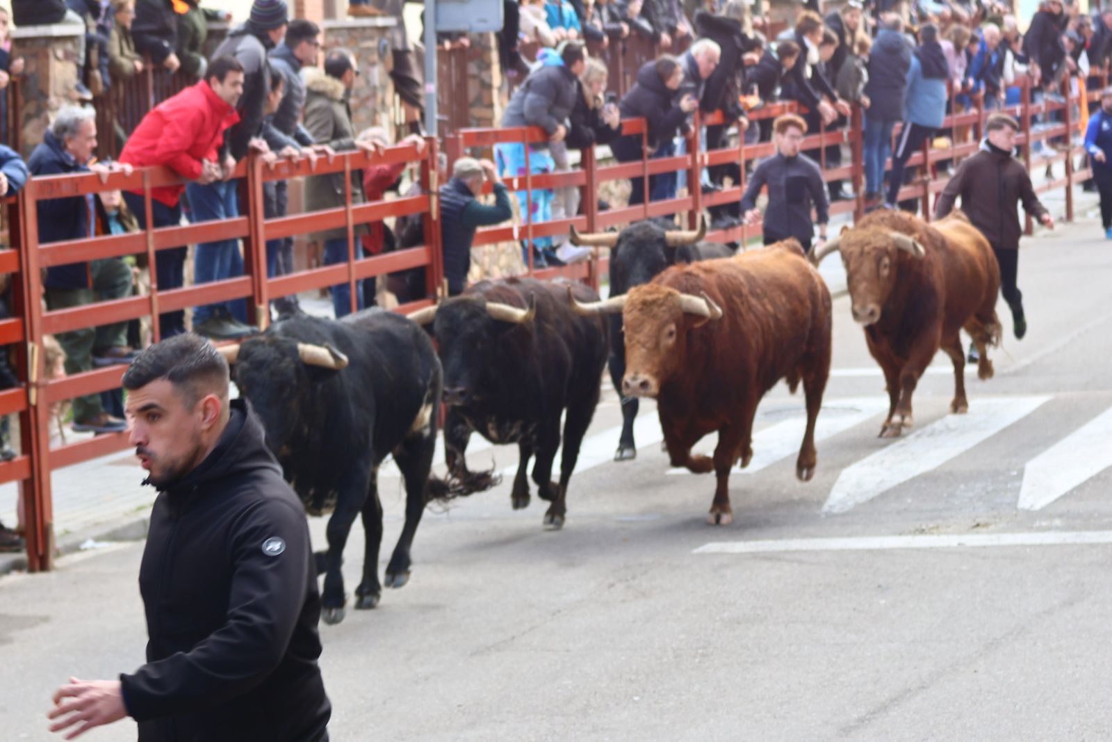 Encierro de martes en el Carnaval del Toro de Ciudad Rodrigo 2026