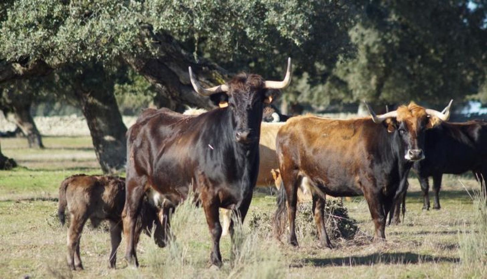 Ganaderías Valrubio y Valdeflores (16)