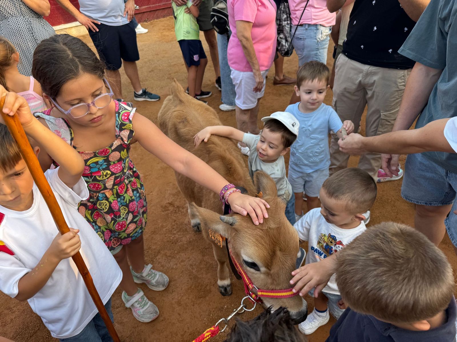 Encierro infantil de Mini Bueyes en Guijuelo durante sus fiestas 2025