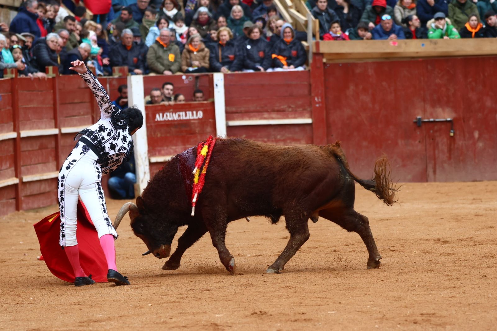 Novillada con picadores de lunes en el Carnaval del Toro de Ciudad Rodrigo 2026