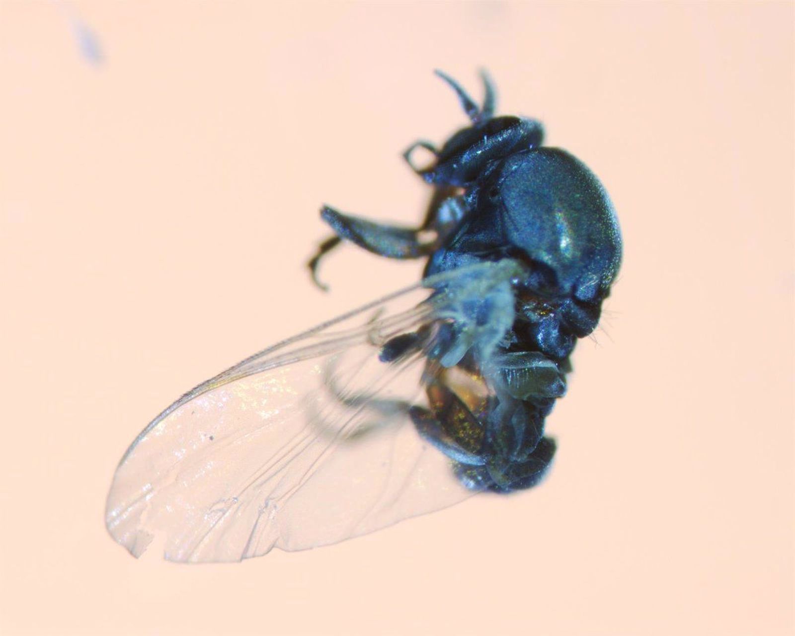 Mosca negra. Foto EP