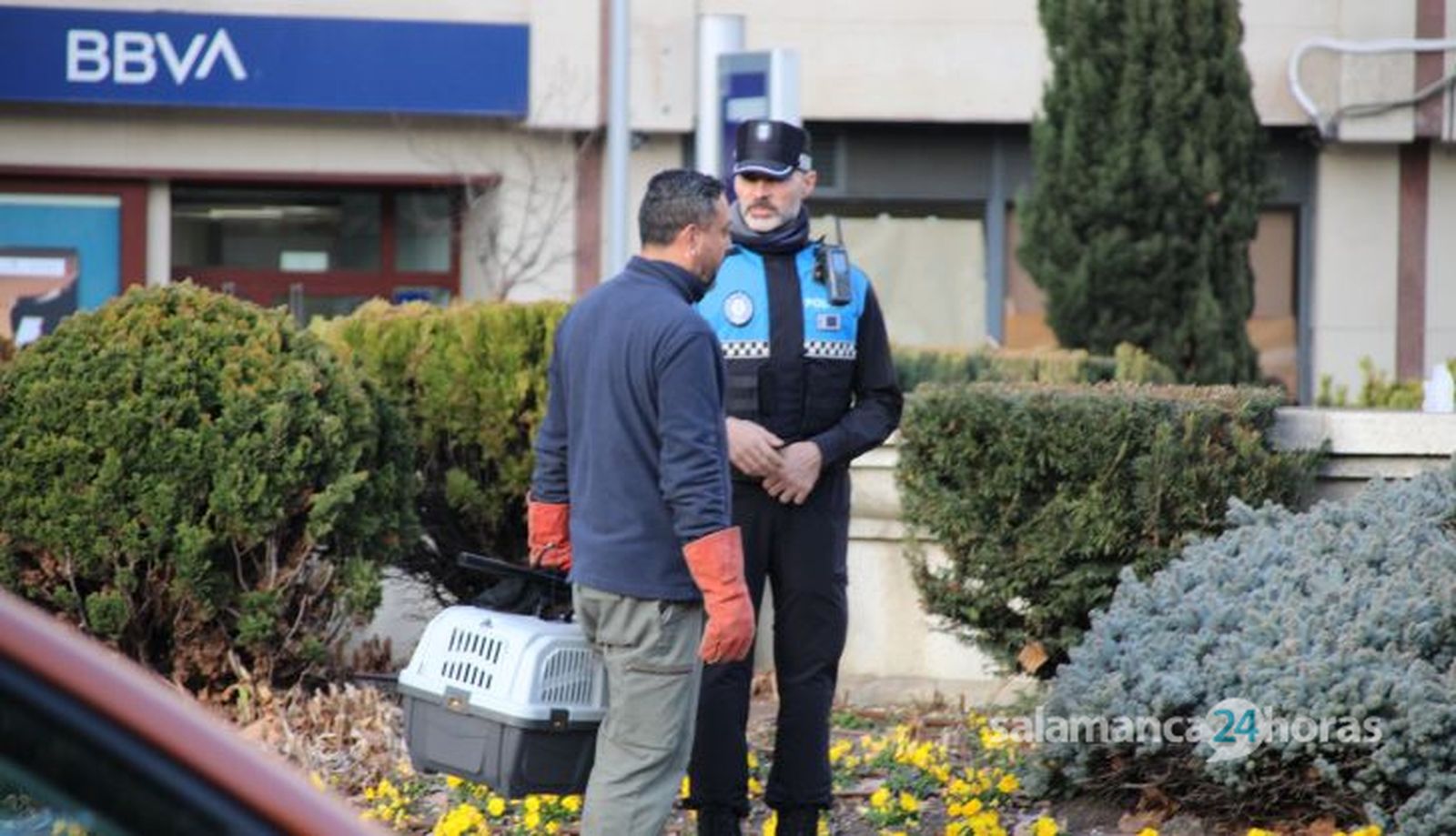 La Policía Local busca a un visón refugiado en la fuente de la Puerta de Zamora. Fotos S24H (17)