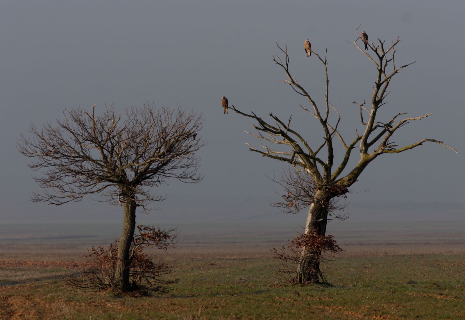 Foto 1 de milanos reales