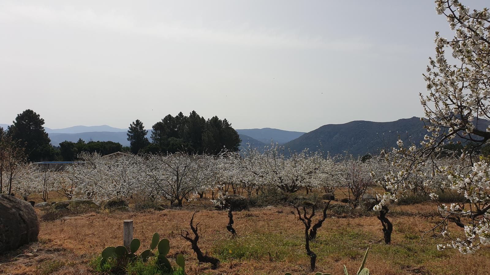 Almendros en flor en La Fregeneda