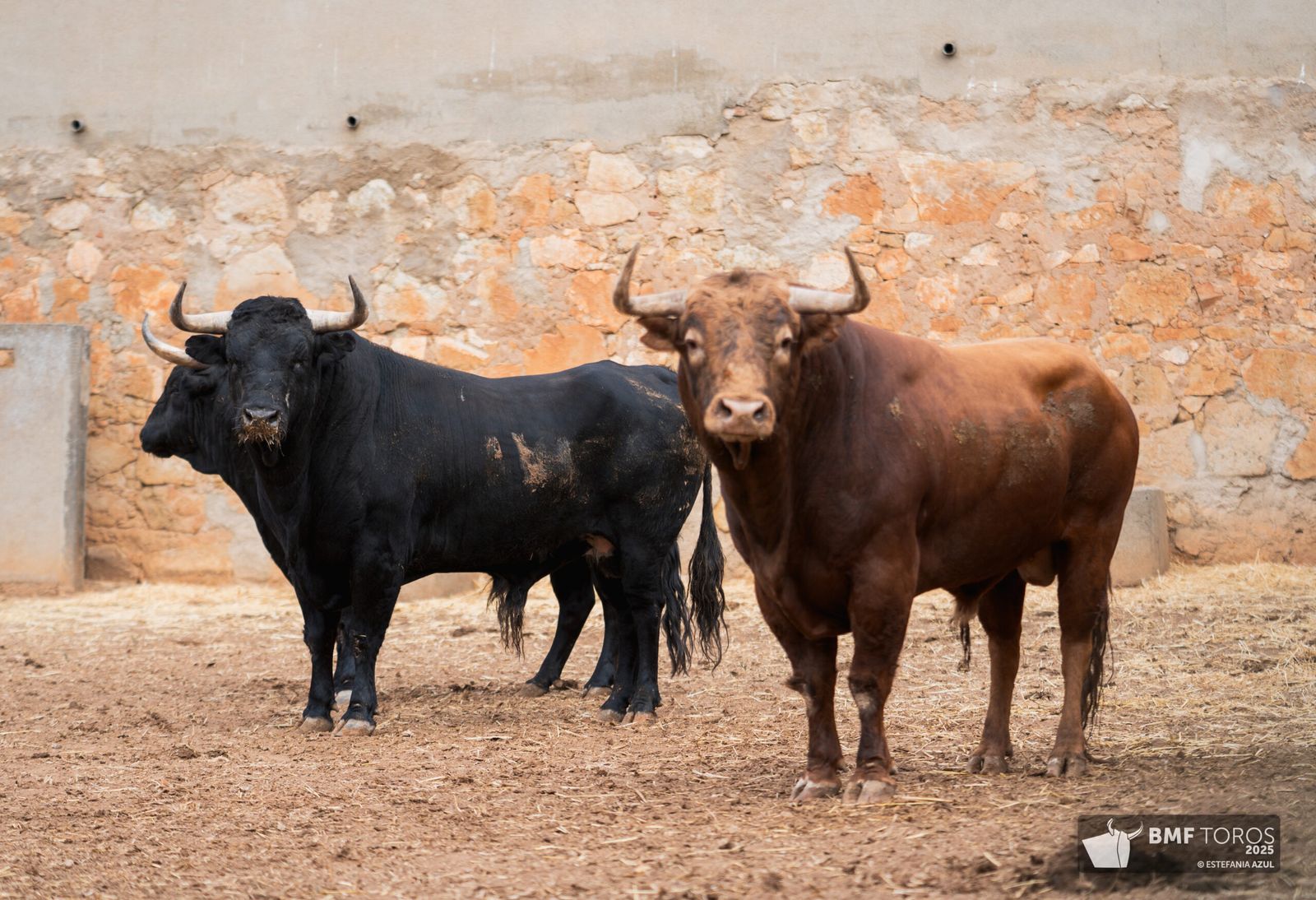 Primer sorteo para las figuras en Salamanca: toros de Garcigrande para De Justo, Ortega y Roca Rey