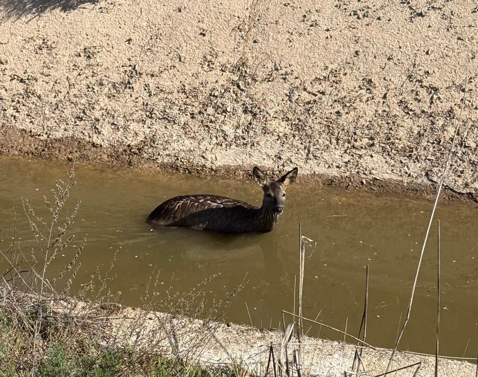 Imagen de la corza atrapada en el canal