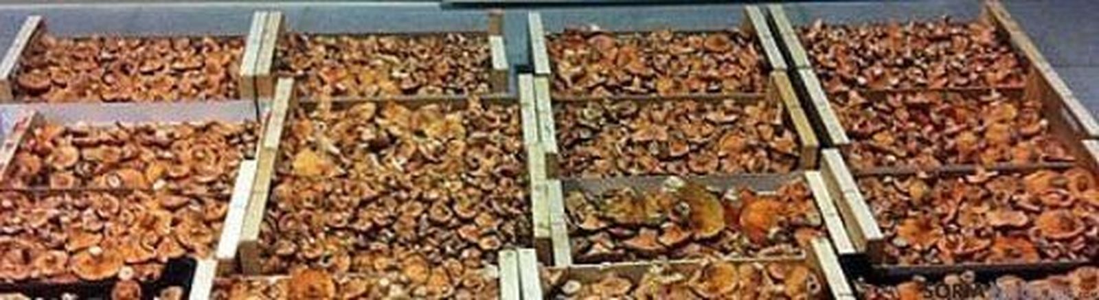 El Cesefor impulsa la trazabilidad de los hongos mediante códigos BIDI