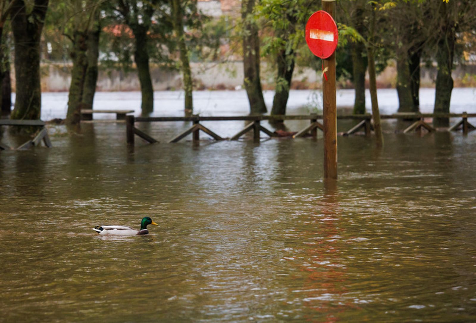 El río Águeda desbordado en Ciudad Rodrigo