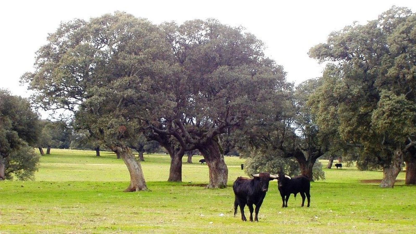 Salamanca Dehesa Toros de lidia.