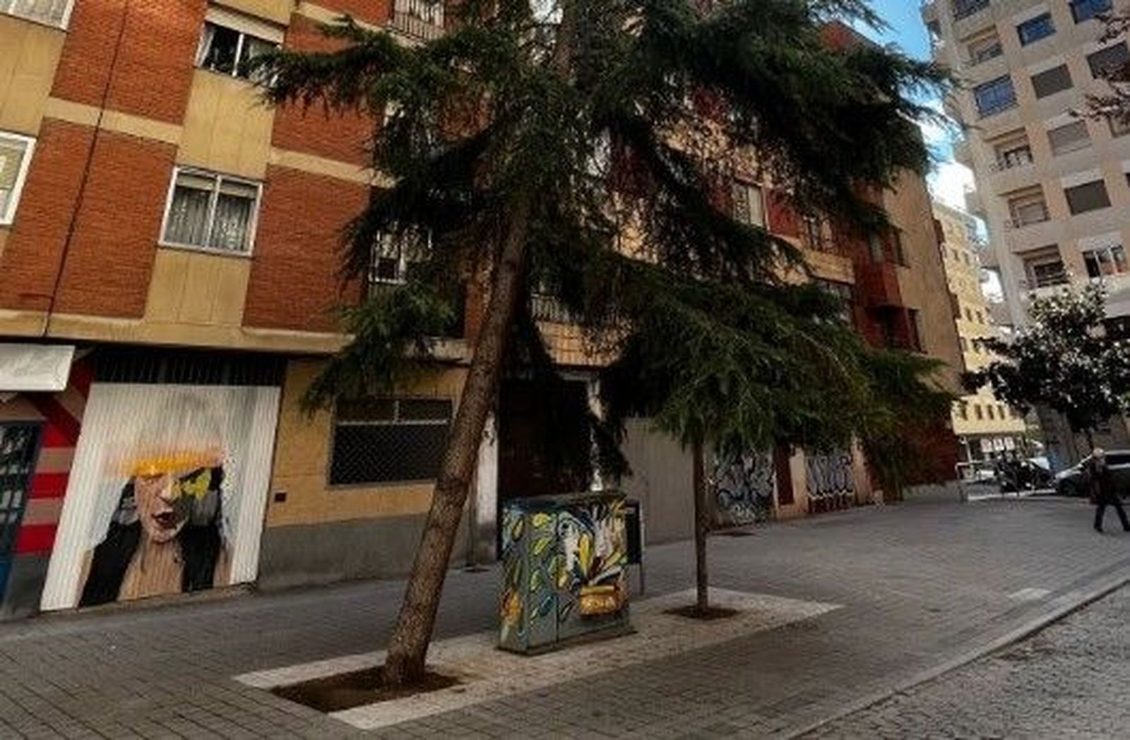 Cedro inclinado con riesgo de caída