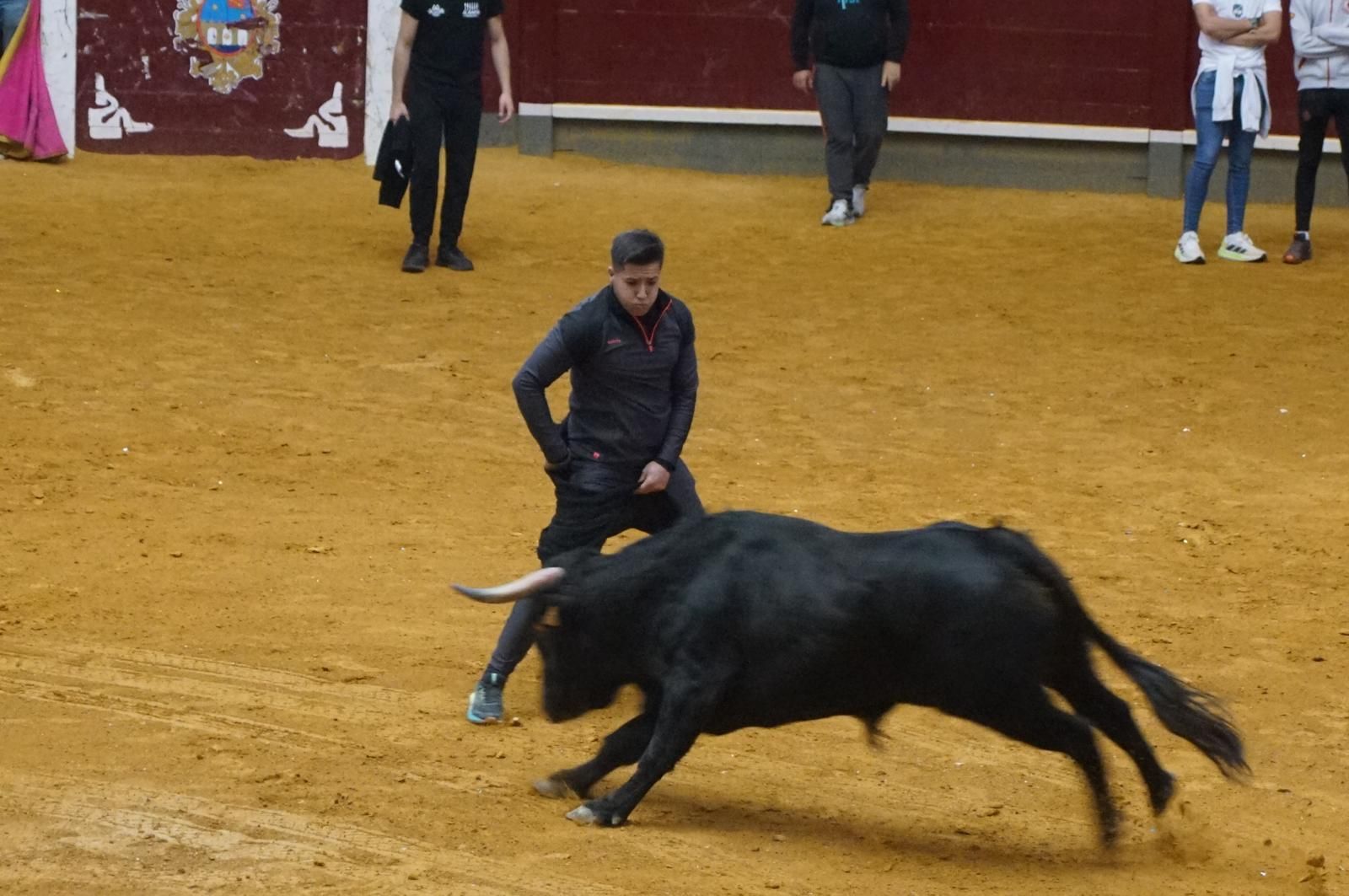 Alba de Tormes celebra un encierro, capea y encierro de minibueyes