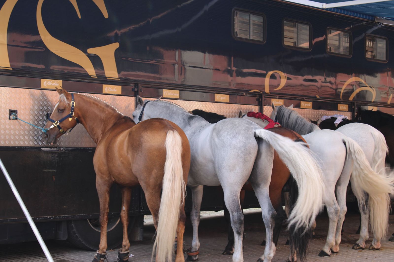 Un encierro de grata presentación de Sánchez y Sánchez para corrida de rejones de la feria